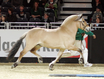 Cobus auf der Equitana